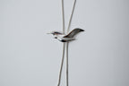 Vintage Avon Silver Bird Bolo Tie Necklace