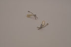 Modernist faux pearl drop earrings
