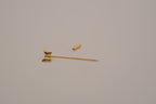 Vintage gold-tone butterfly stick pin