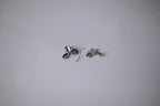 Vintage Silver Flower Earrings