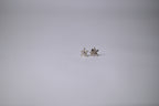 Vintage Avon starfish studs