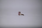 Vintage Gold-toned butterfly Ring&nbsp;